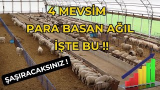 💥🎯İŞTE KOYUNLAR İÇİN FAVORİ AĞIL!🔥#koyunculuk #koyun #kuzu #sheep #küçükbaş #ağıl #çiftlik #viral