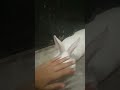 Milky Milky