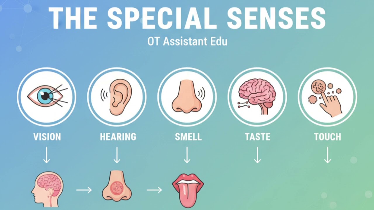 The special senses | Ross and WilsonAnatomyandPhysiology | Audio book 