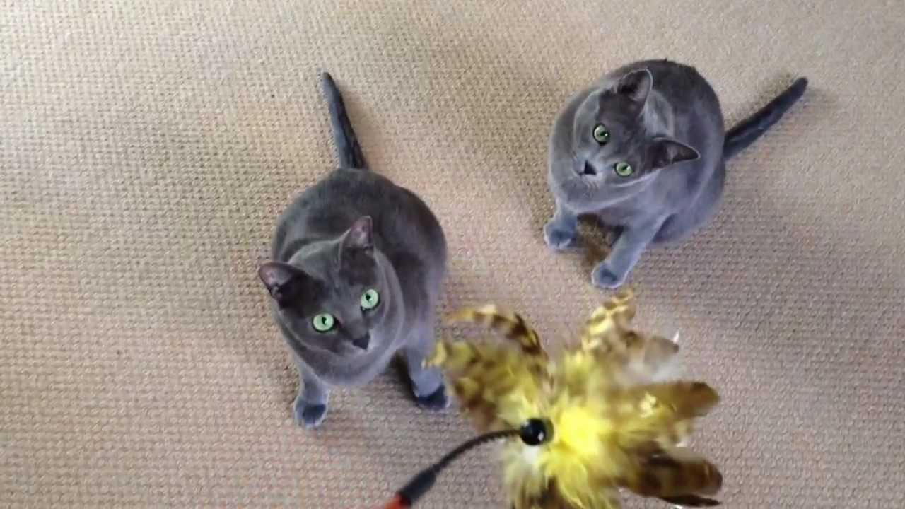 Korat Cats, Ender and Leia - YouTube