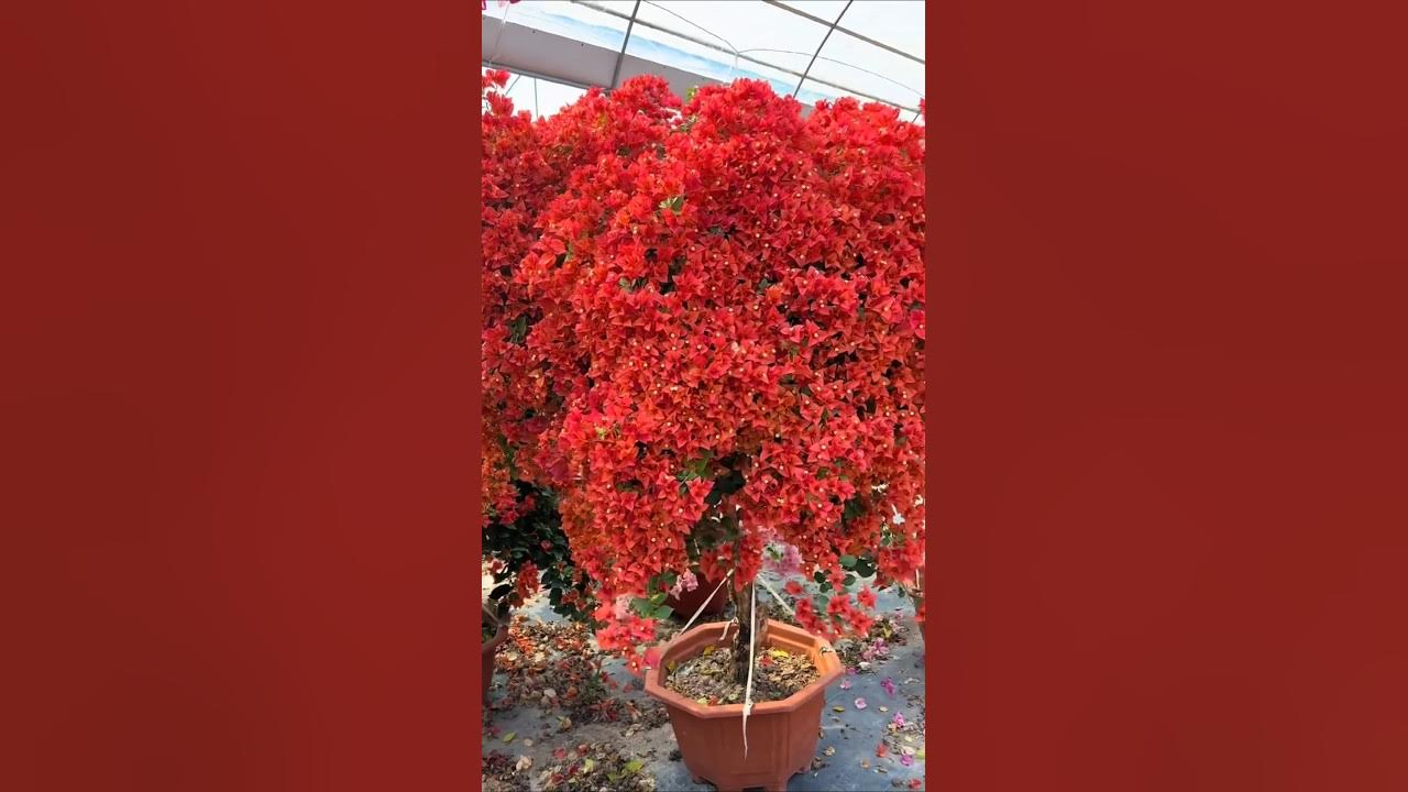 Bougainvillea Flowers Bloom / Rare Collection / Tips and tricks how to grow bougainvillea / grafted Bougainvillea Flowers Bloom / Rare Collection / Tips and tricks how to grow bougainvillea / grafted