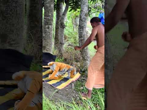 Unexpected Balloon Pop Prank | Hilarious Tiger Scare Reaction😂#shorts
