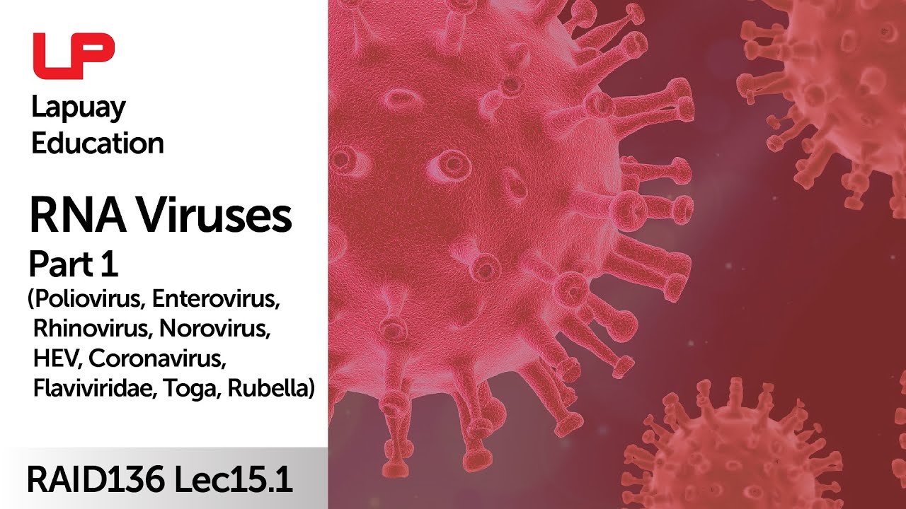 RNA Viruses part 1: +ssRNA viruses | 136L15 quick summary - YouTube