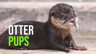 Names Chosen for Brookfield Zoo’s Asian Smallclawed Otter Pups