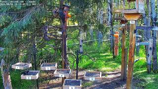 2024-06-04 - Foothills Birds - PTZ Live Stream BirdCam [65+ Species]