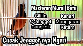 MURAI BATU GACOR FULL ISIAN TEMBAKAN CILILIN KENARI CUCAK JENGGOT CUNGKOK KAPAS TEMBAK KORLAP