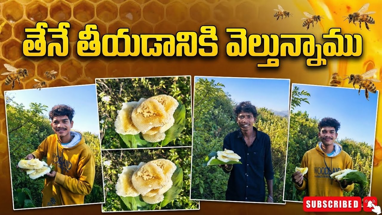 తేనే తియ్యటానికి వెళ్ళుచున్నాము //Honey vlog// RajeshminiVlogs #honey #village#vlog #youtube 