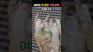 냥이도 못참은 구취공격#shorts#동물#강아지#고양이#적과의동침