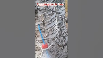 Tapping birch tree. Really nice and nutritious spring tonic😋#shortvideo #birch #birchtree  #tapping