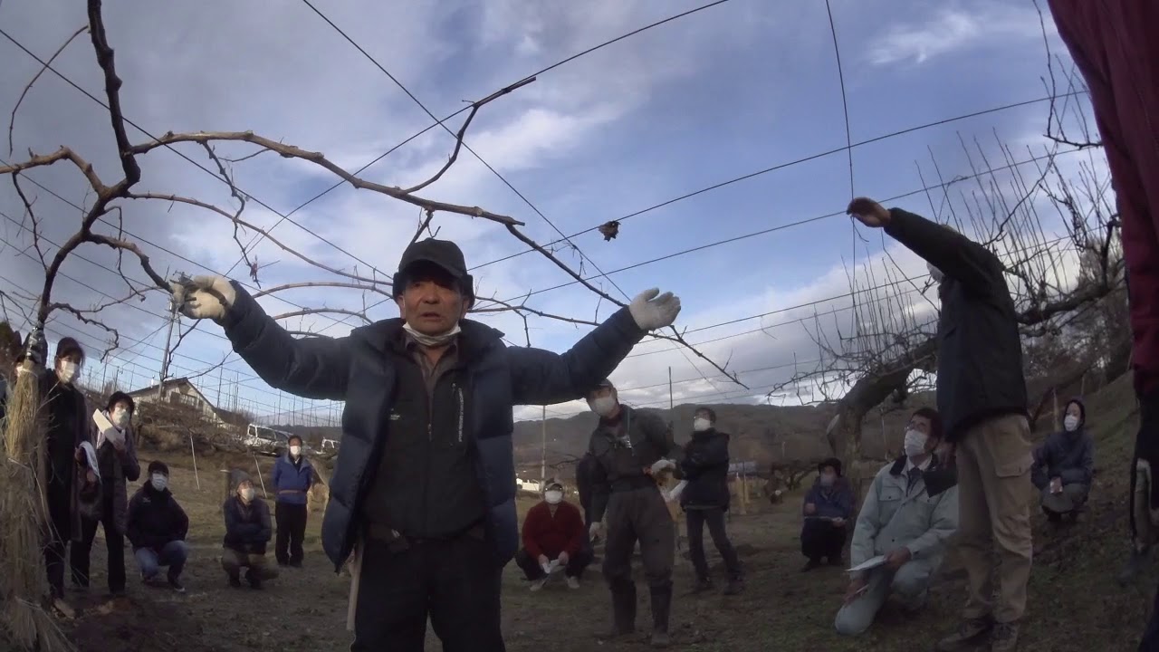 20201210長野県果樹研究会上伊那支部1531～ブドウ剪定講習会・ロケット式一文字仕立