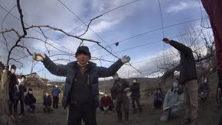 20201210長野県果樹研究会上伊那支部1531~ブドウ剪定講習会・ロケット式一文字仕立