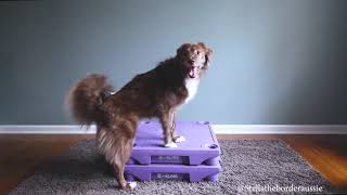 Tricks and Canine Conditioning with the KLIMB by Stella the Border Aussie 348 views 5 years ago 3 minutes, 10 seconds