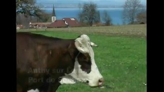 Anthy Sur Léman - Port De Séchex