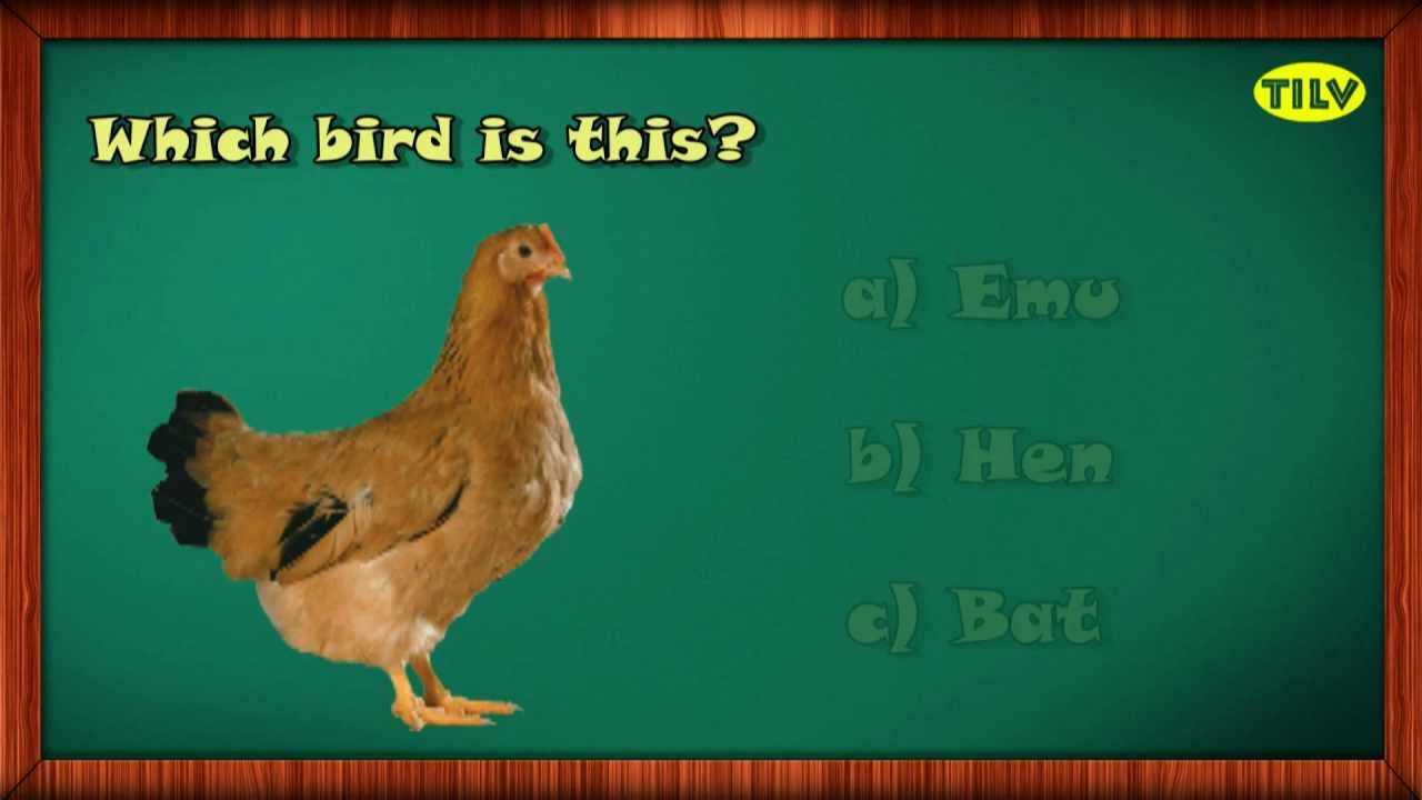 Learn about Birds (Part 7) with Interactive Learning Videos for Pre School Kids by TILV