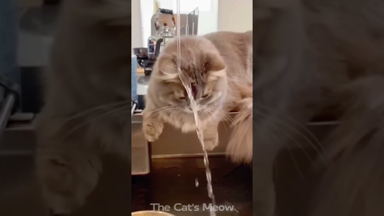 Funny Cute Cat Compilation   