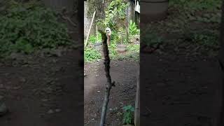 Hasil Dari Pupuk Salma Yg Buat Tin