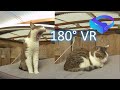 180VR 3D experience: Wizzy, the cat that "growls like a lion!"