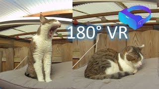 180VR 3D experience: Wizzy, the cat that 