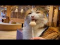 Japan's largest cat cafe was a paradise beyond imagination!