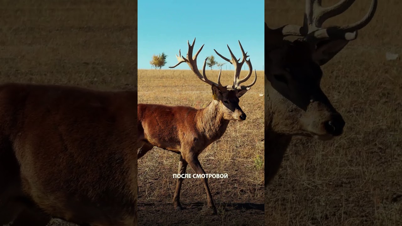 Перспективы развития оленьей фермы - эко-парк мечты! 💚 