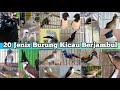 20 Jenis Burung Kicauan Berjambul