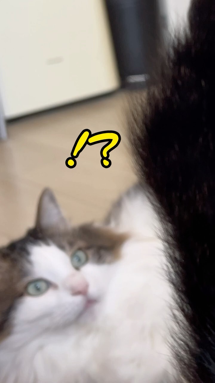 そびえ立つ鍵しっぽ #cat #猫のいる暮らし - YouTube