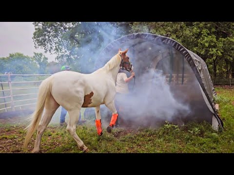 Horse Vlog | Craziest Obstacle Course!