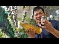 HOW TO MAKE NEEM OIL, TEA & JUICE: ORGANIC PESTICIDE CONTROL HUNDREDS OF INSECTS (with ENG subs)