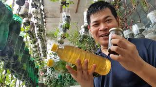 HOW TO MAKE NEEM OIL, TEA & JUICE: ORGANIC PESTICIDE CONTROL HUNDREDS OF INSECTS (with ENG subs)