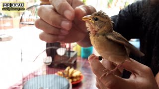 Anakan Burung Manyar
