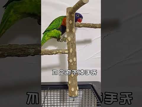 How to Create a Fun Pepper Wood Perch for Birds - Multiple Uses, Curiosity Satisfied!