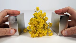 Explosion of flowers frozen with liquid nitrogen | Magnetic Games screenshot 5