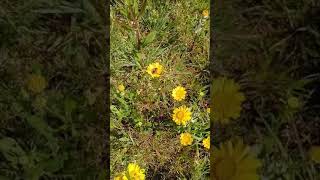 Abeja 🐝🌻. Galicia.Abril. #campo #galicia #nature #@Campogallego