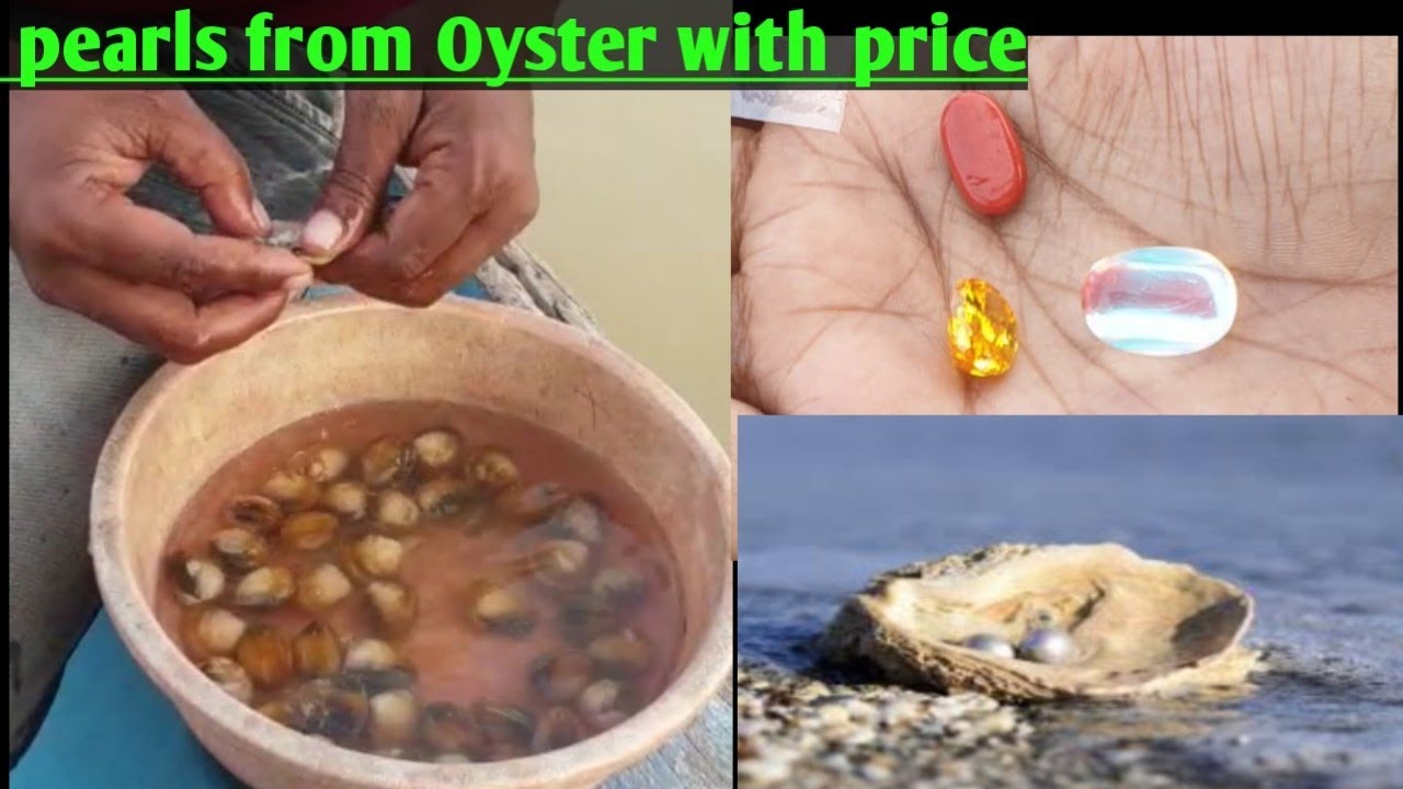 Finding original pearls n gems from Oyster in hindi,Chilika lake,odisha