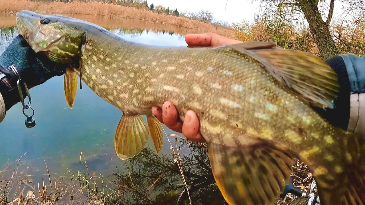 ზამთრის გაგიჟებული ქარიყლაპიები და ესეთი რამ ნანახი არ გექნებათ ეს რა იყო.....