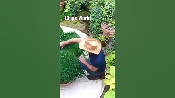 Topiary ball tutorial #topiary #boxwood #buxus #handclipped #tutorial