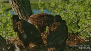 Decorah Eagles 5-20-26, 6:47 HM2 to nest, feeds DH4, DH3 self feeds