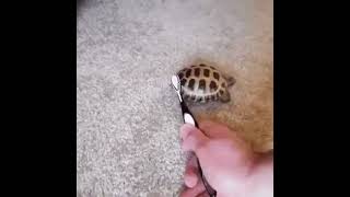 Turtle Dancing to Blinding Lights