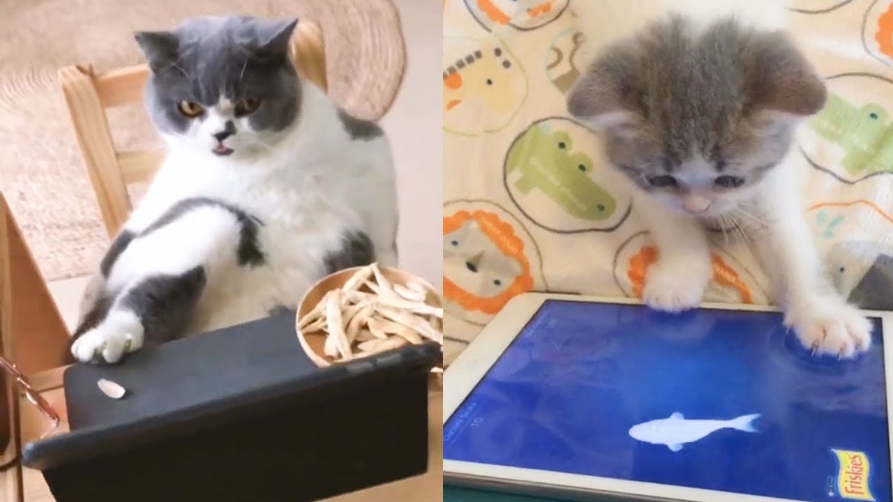 cute videos youtube Cat Reaction to Tech Product - Funny Cat with Tech Product