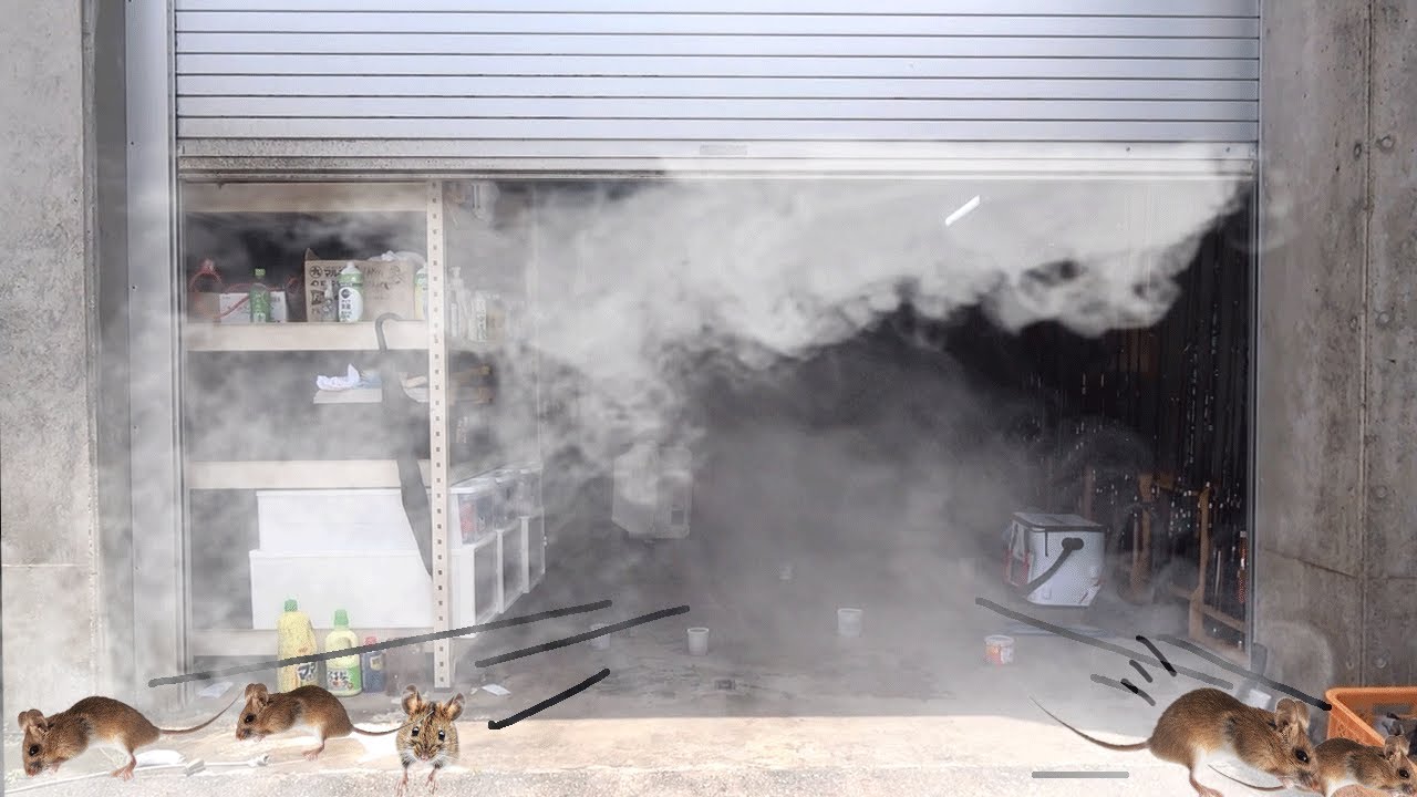 【閲覧注意】ネズミだらけの倉庫にバルサン焚いてネズミを根絶やしにしてみた