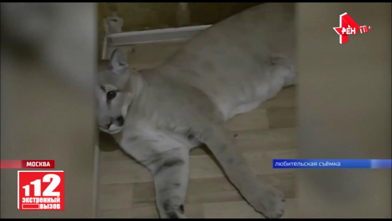 Пума нападает на человека. Пума и человек дружба. Пума нападает на человека. Пума нападает на человека. Пума в атаке.