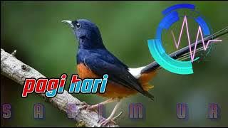 RELAKSASI MURAI BATU PAGI HARI AGAR RAJIN BUNYI #relaksasi