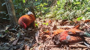 Hnub no mu sim dib qaib qus, seb puas lom zem.                             วันนื้ไปต่อไก่ปา่เดิ