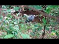 pajaro extraño en guadalupe nl - cerro de la silla