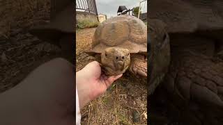 Ike Enjoying The Rain 🐢