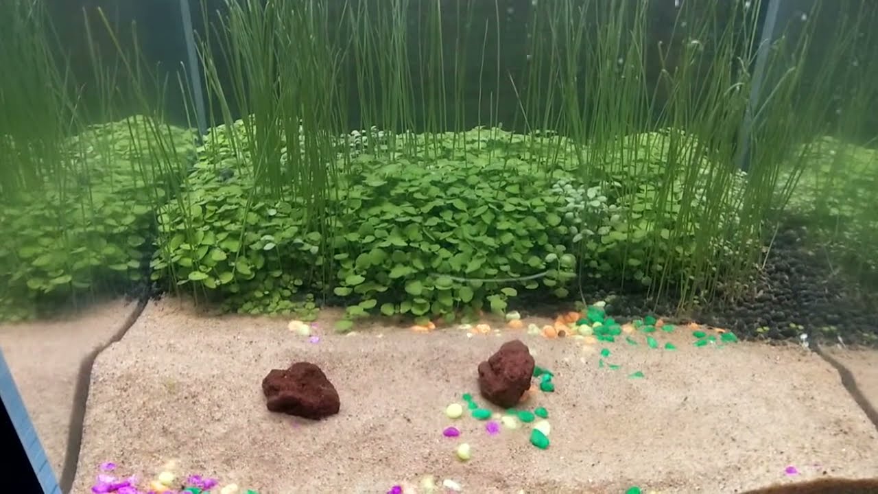 Another dymax GS series aquarium 😁