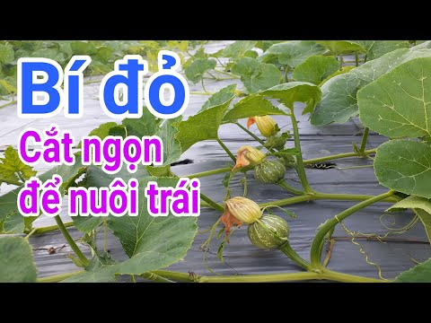 Video: Cắt Dây Bí Đỏ - Học Cách Tỉa Bí Đỏ