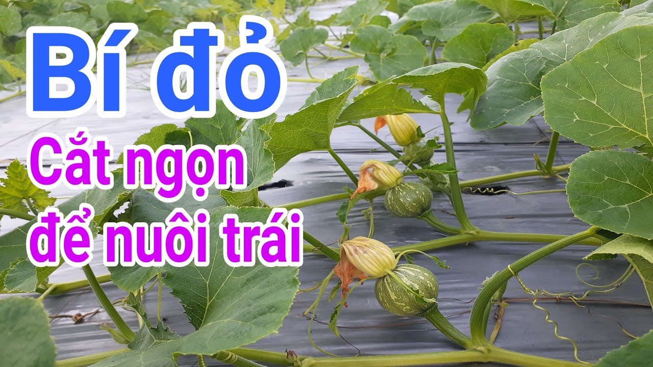 Cách trồng bí đỏ: P18-Cắt ngọn giúp trái mau lớn