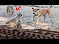 Monkey attacks the wrong dog!!!