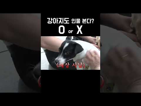 👀인물 보는 강아지🐶 #shorts